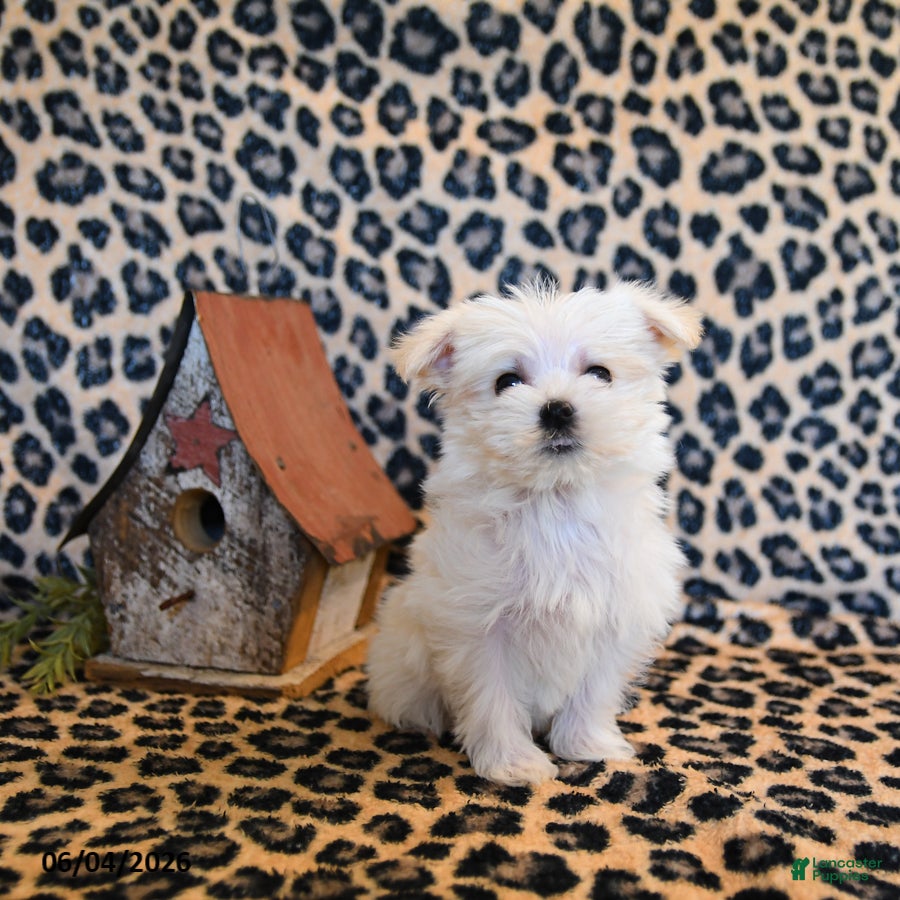 Maltese dogs for sale: Wiggles - Ad 3