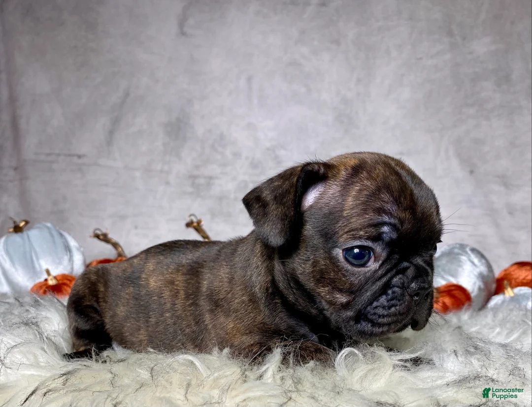 Mixed Breed dogs for sale: Miss Millie - Ad 2