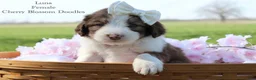 Bordoodle dogs for sale: Luna - Ad 2