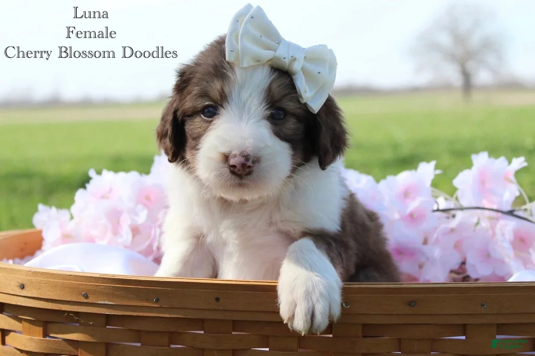 Bordoodle dogs for sale: Luna - Ad 2