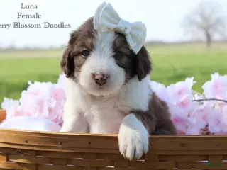 Bordoodle dogs Luna - Ad 2