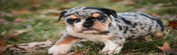 English Bulldog dogs for sale: Glitter - Ad 6