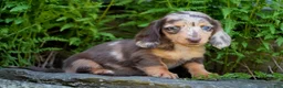 Miniature Dachshund dogs for sale: Carmilla - Ad 3