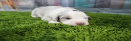 Miniature Australian Shepherd dogs for sale: America - Ad 10
