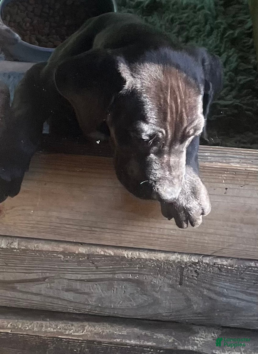 Great Dane dogs for sale: Petal - Ad 12