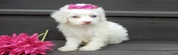 Cockapoo dogs for sale: Angel - Ad 6