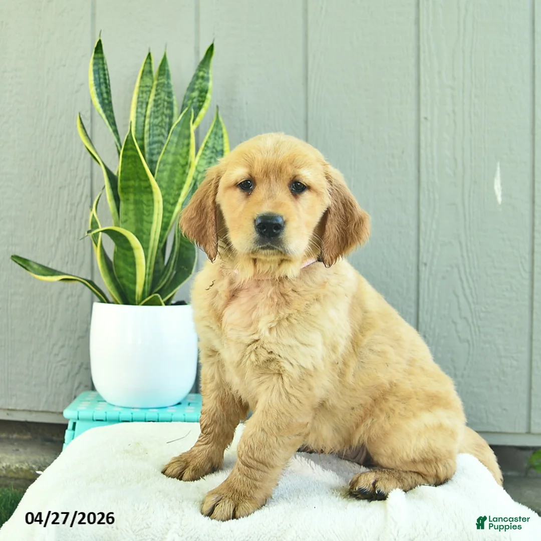 Golden Retriever dogs for sale: Cinnamon   - Ad 1