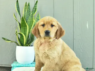 Golden Retriever dogs for sale: Cinnamon - Ad 2