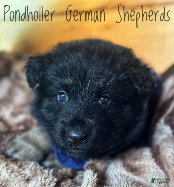 German Shepherd dogs Bi-Color Long Coat Male 1 - Ad 2