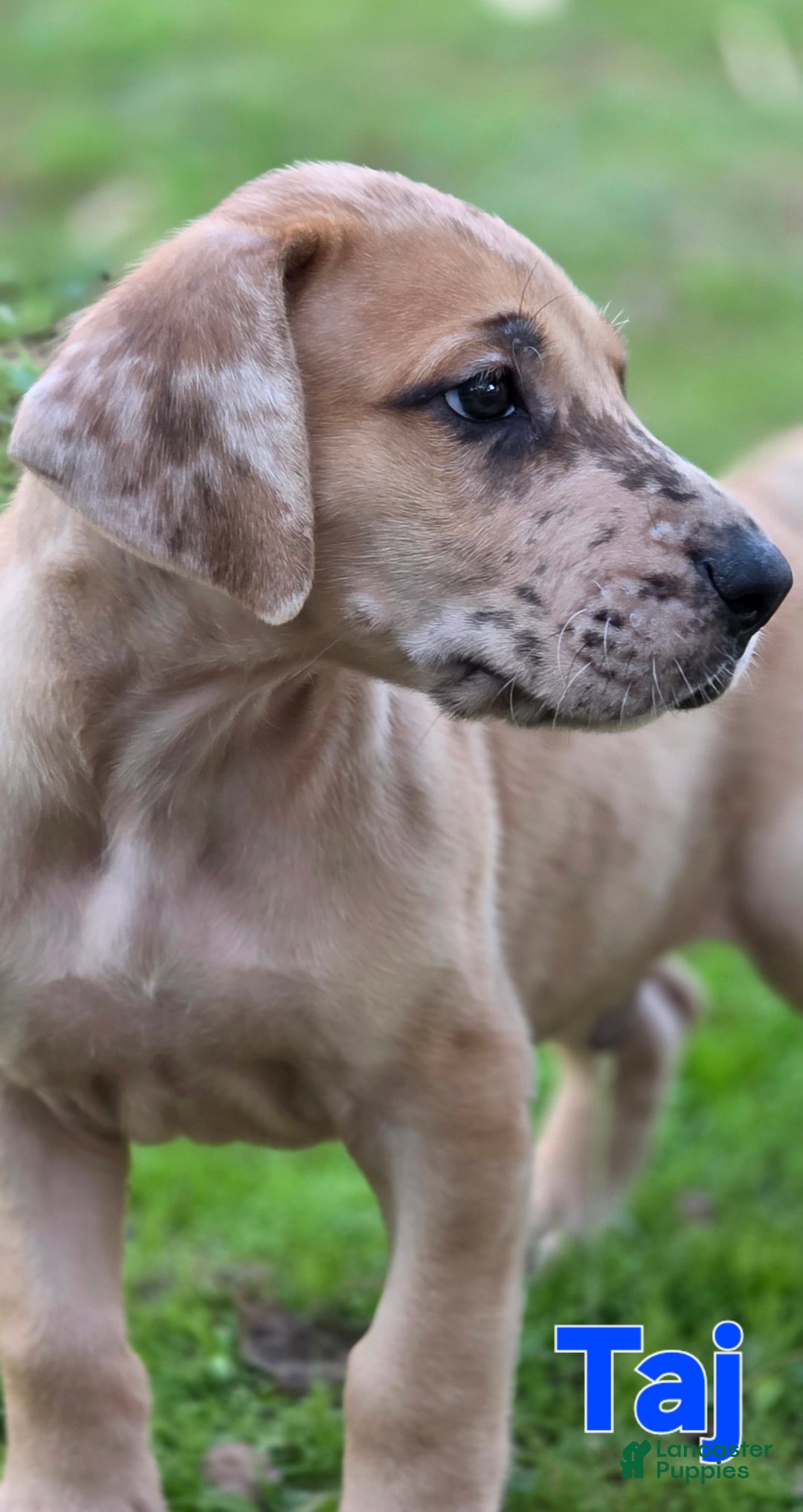 Great Dane dogs for sale: Taj - Ad 4