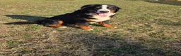 Bernese Mountain Dog dogs for sale: Jaxson - Ad 5
