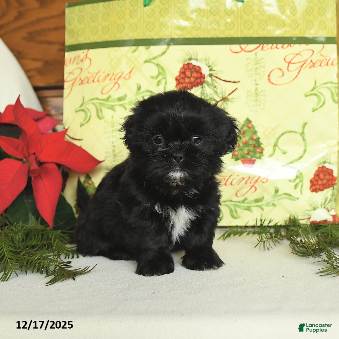 Shih Tzu dogs for sale: Bandit - Ad 1