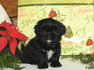 Shih Tzu dogs Bandit - Ad 5