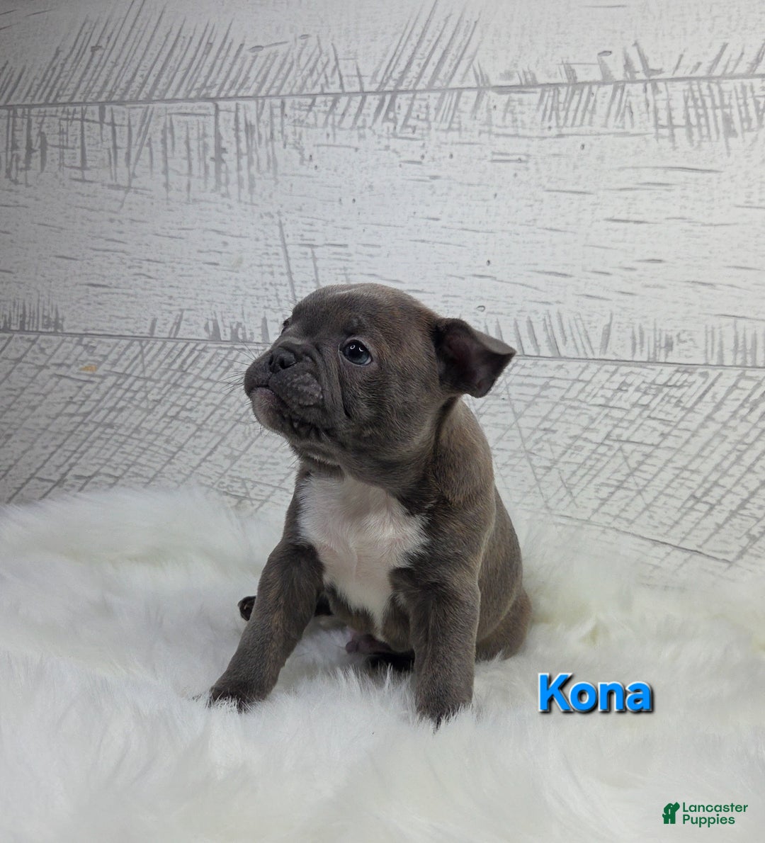 Frenchton dogs for sale: Kona - Ad 8