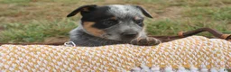 Australian Cattle Dog dogs for sale: Charlie - Ad 3