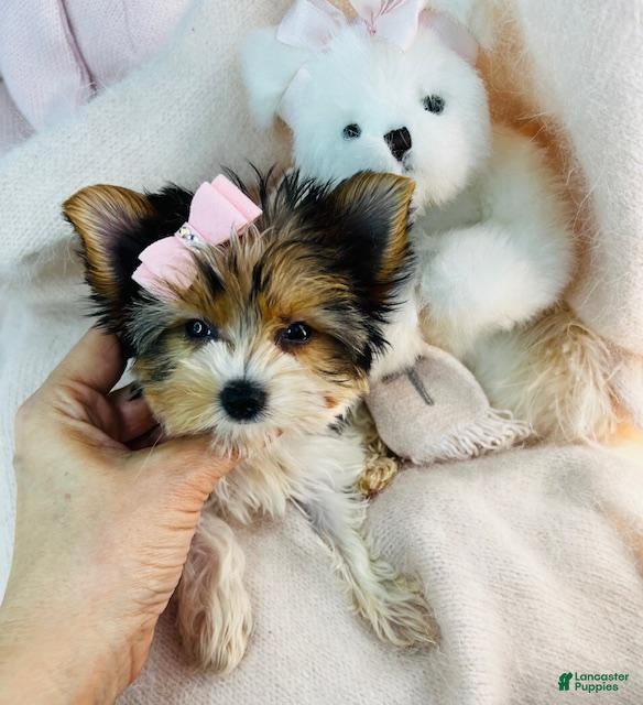 Yorkshire Terrier dogs Yorkshire Terrier 1 - Ad 2
