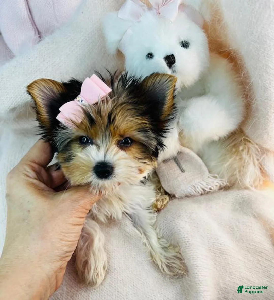 Yorkshire Terrier dogs for sale: Yorkshire Terrier 1 - Ad 2