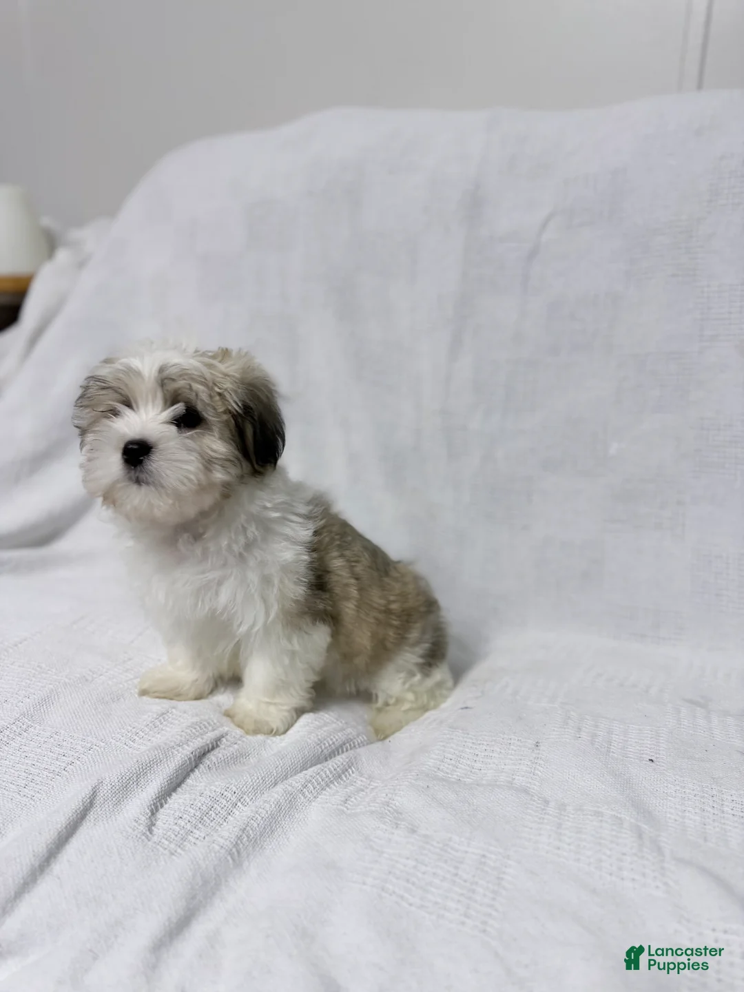 Malshi dogs for sale: Snoopy - Ad 6