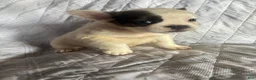 French Bulldog dogs for sale: French Bulldog Puppy 1 (fluffy) - Ad 14