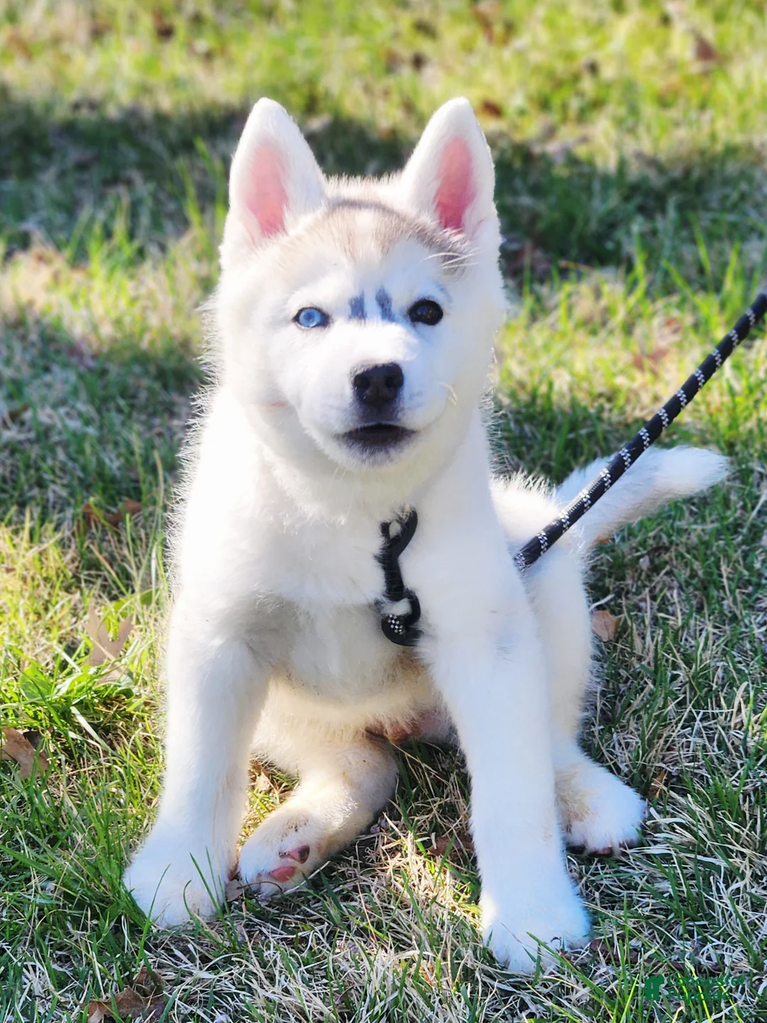 Siberian Husky dogs for sale: Balto - Ad 2