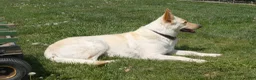Gerberian Shepsky dogs for sale: Willow - Ad 9