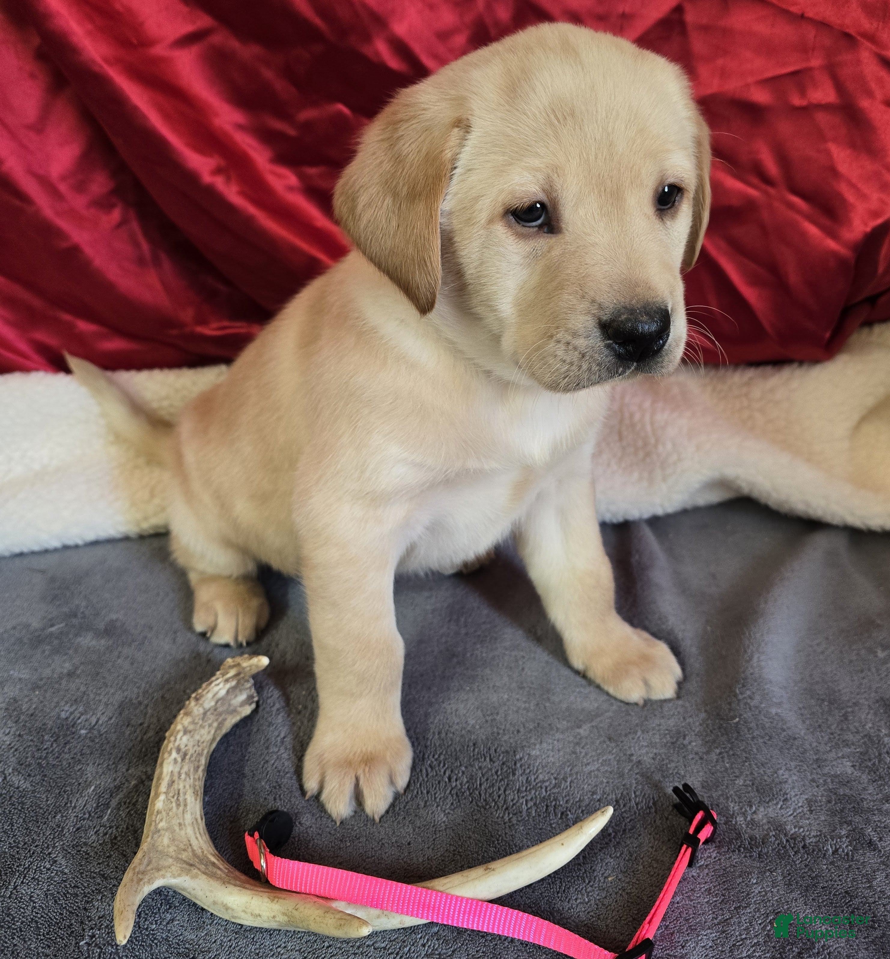 Labrador Retriever dogs Labrador Retriever Puppy 5 - Ad 13