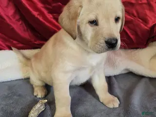 Labrador Retriever dogs Labrador Retriever Puppy 5 - Ad 13