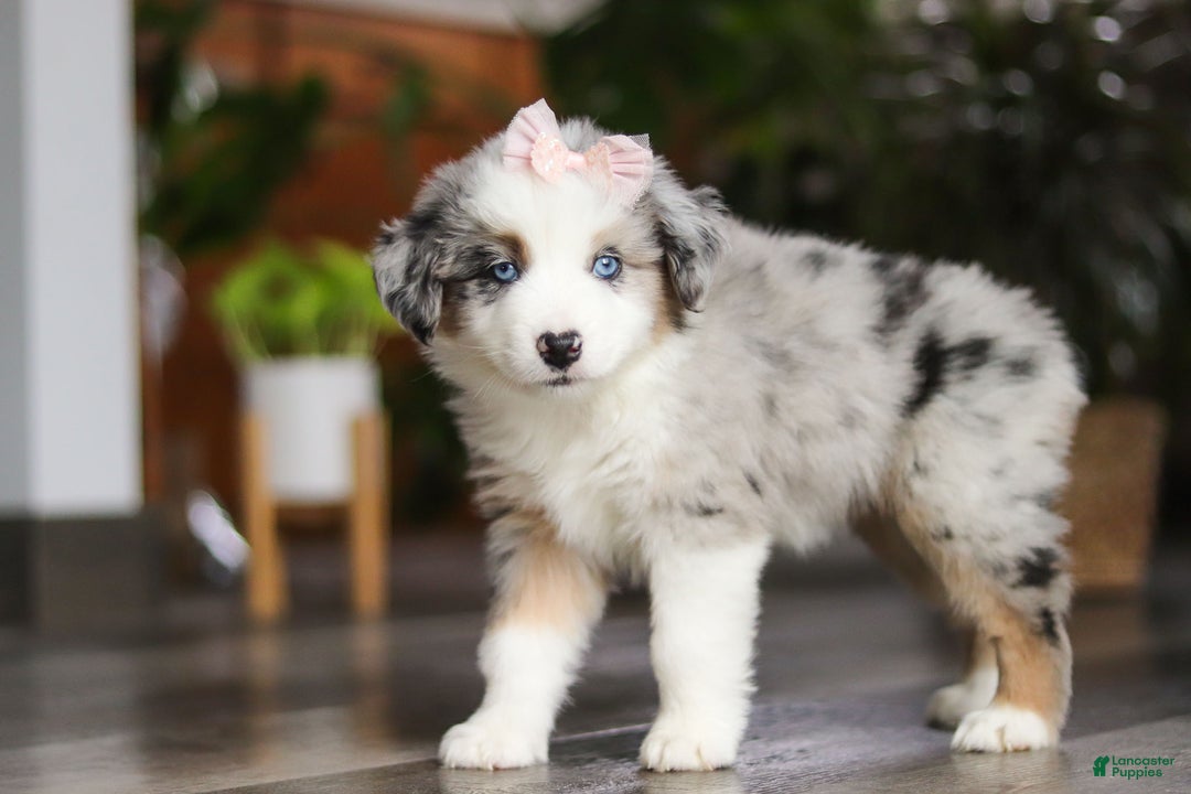 Miniature Australian Shepherd dogs for sale: Godiva - Ad 5