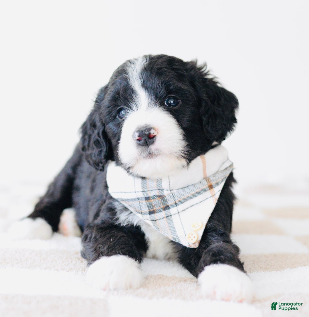 Bernedoodle dogs for sale: Beanie  - Ad 2