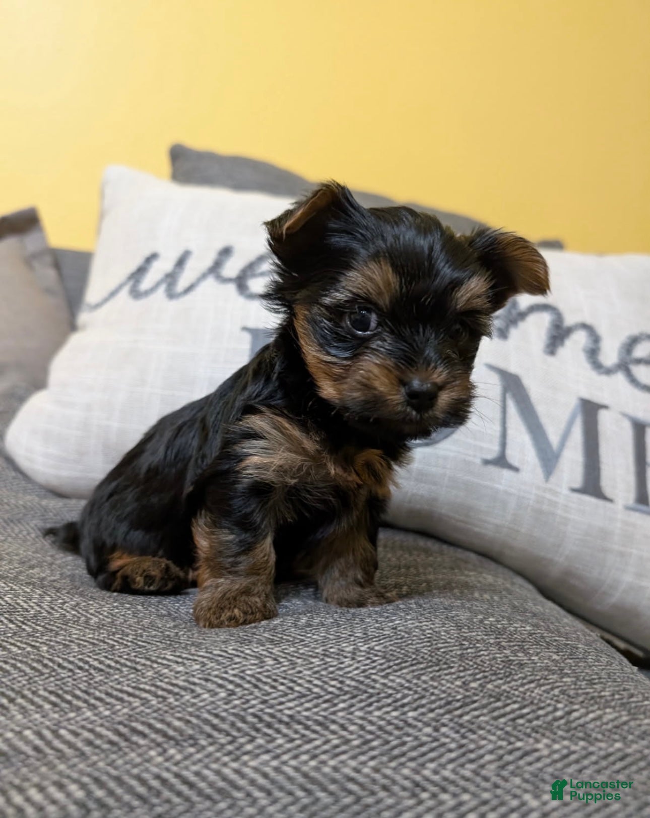 Yorkshire Terrier dogs Yorkshire Terrier Girl 3 - Ad 38