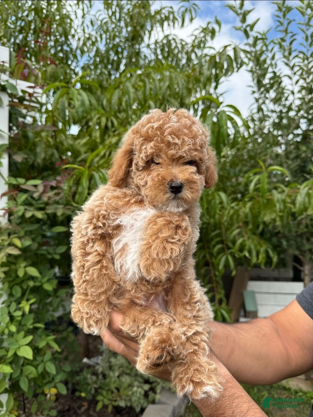 Toy Poodle dogs Teddy - Ad 2