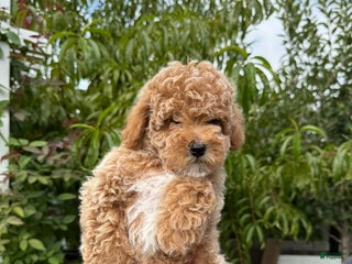Toy Poodle dogs Teddy - Ad 24