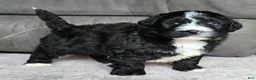 Mini Bernedoodle dogs for sale: Mini Blaze - Ad 6