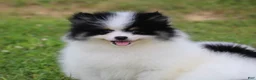 Pomsky dogs for sale: Trey - Ad 3