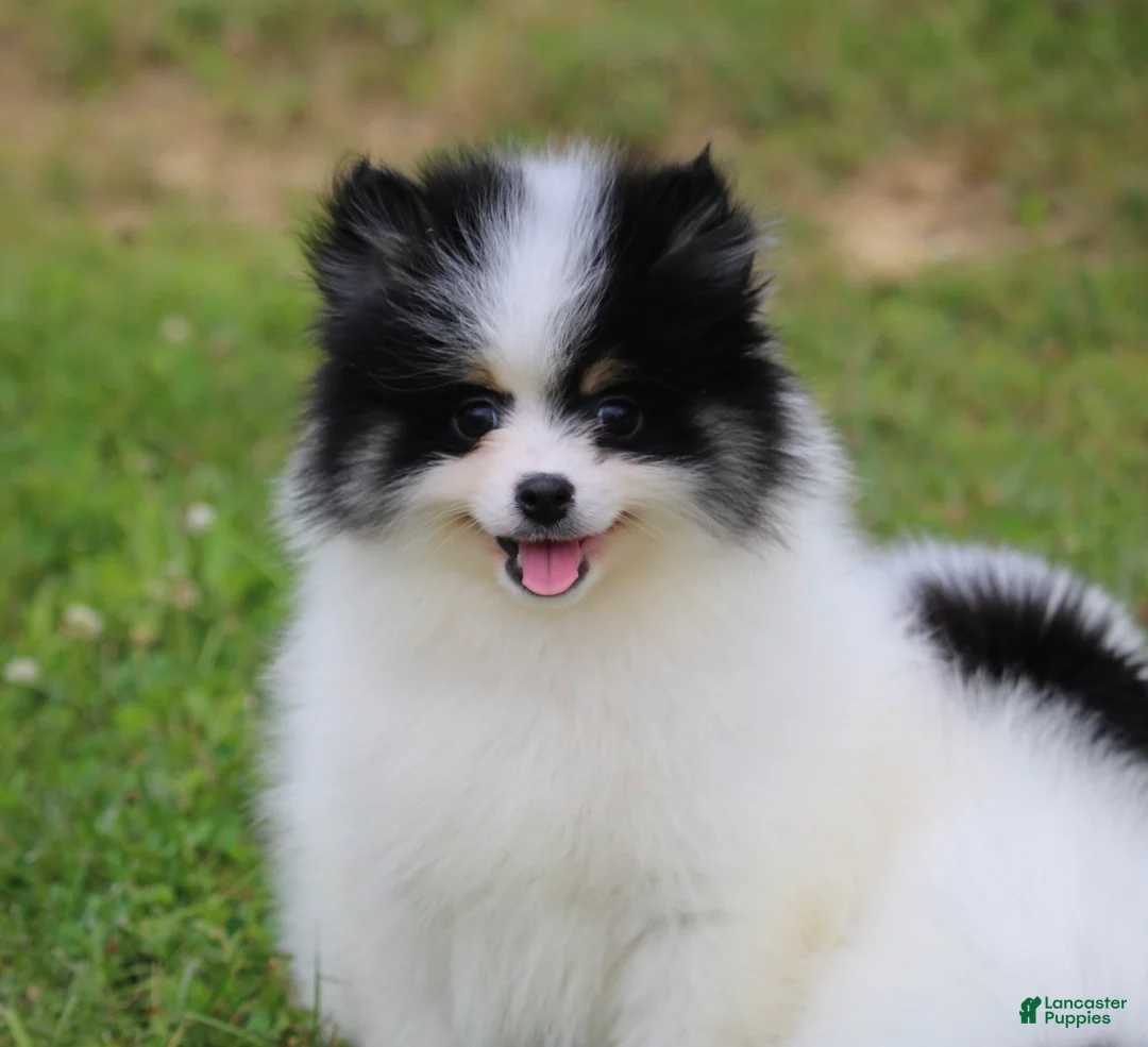 Pomsky dogs for sale: Trey - Ad 3