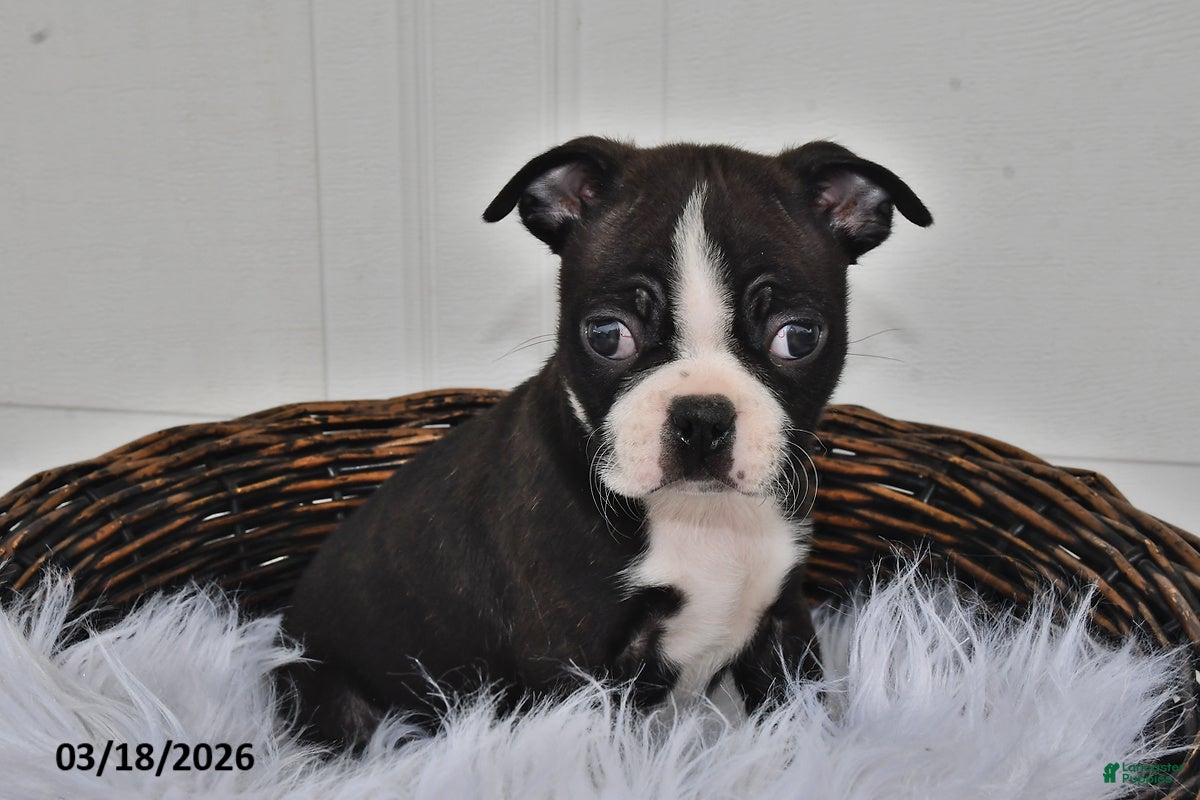 Boston Terrier dogs Jax - Ad 1