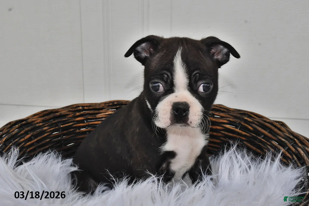 Boston Terrier dogs for sale: Jax - Ad 1