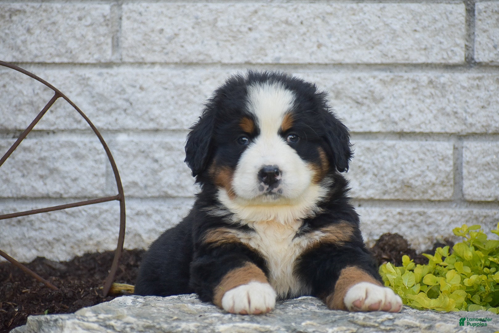 Bernese Mountain Dog dogs for sale: Scarlett - Ad 3