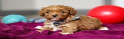 Cavapoo dogs for sale: Izzy - Ad 1