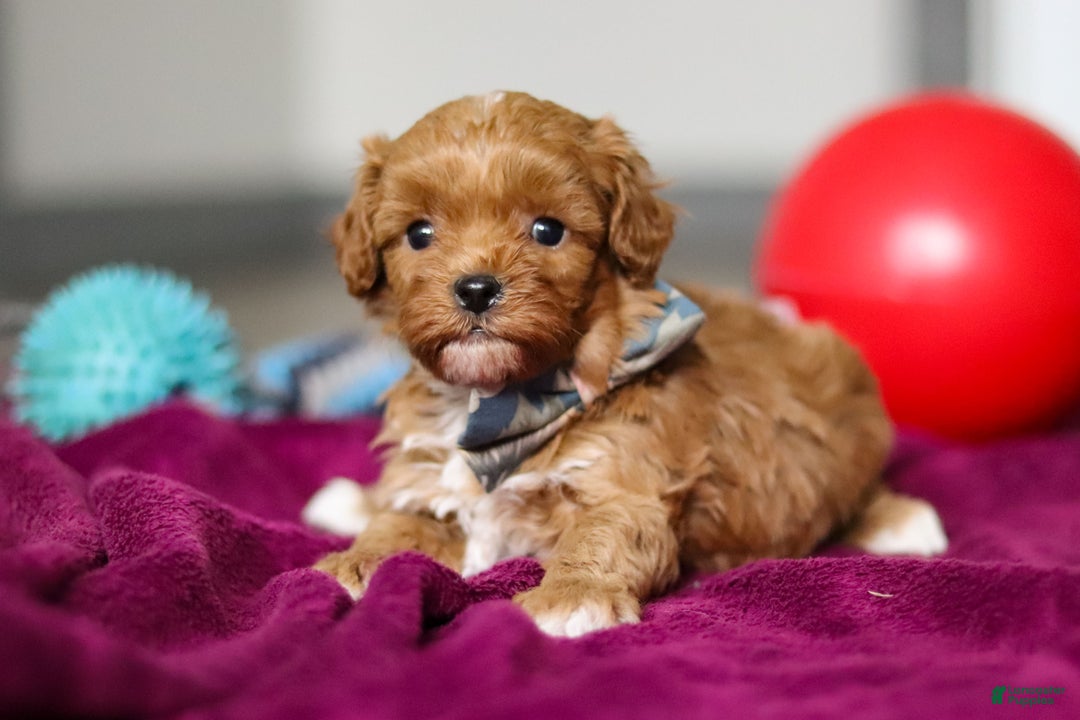 Cavapoo dogs for sale: Izzy - Ad 1