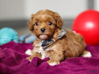 Cavapoo dogs Izzy - Ad 4