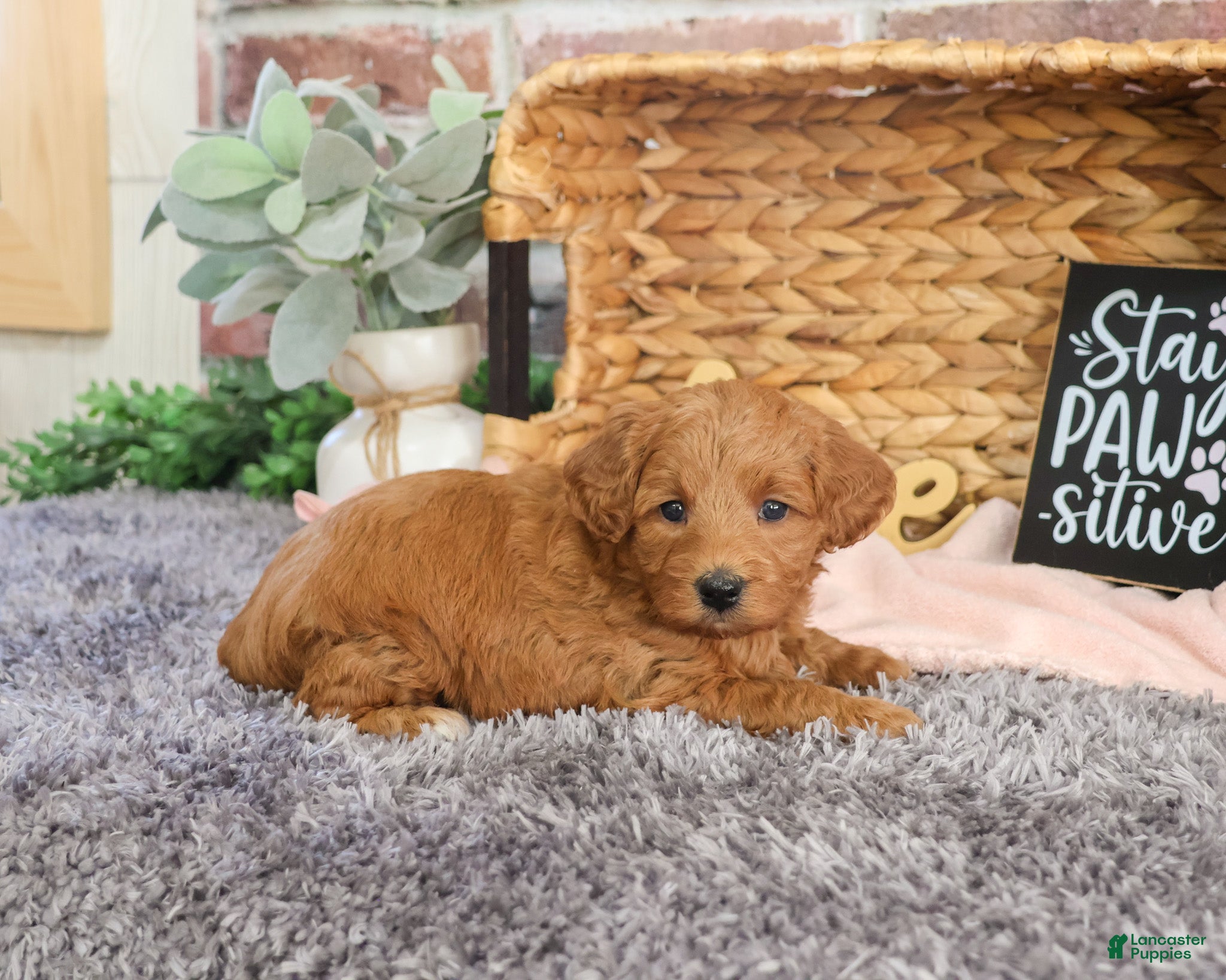 Mini Goldendoodle dogs Naomi - Ad 37