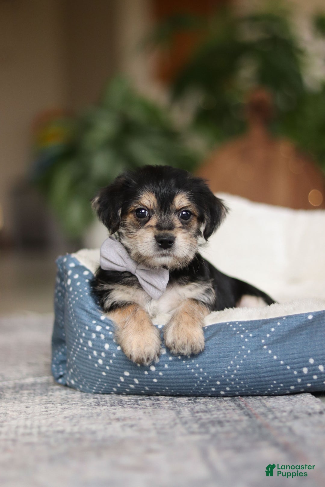 Morkie dogs for sale: Kai - Ad 1