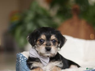 Morkie dogs Kai - Ad 29