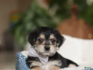Morkie dogs Kai - Ad 8