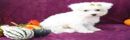 Maltese dogs for sale: Mason 🦴 - Ad 5