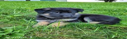 German Shepherd dogs for sale: Lucy - Ad 4