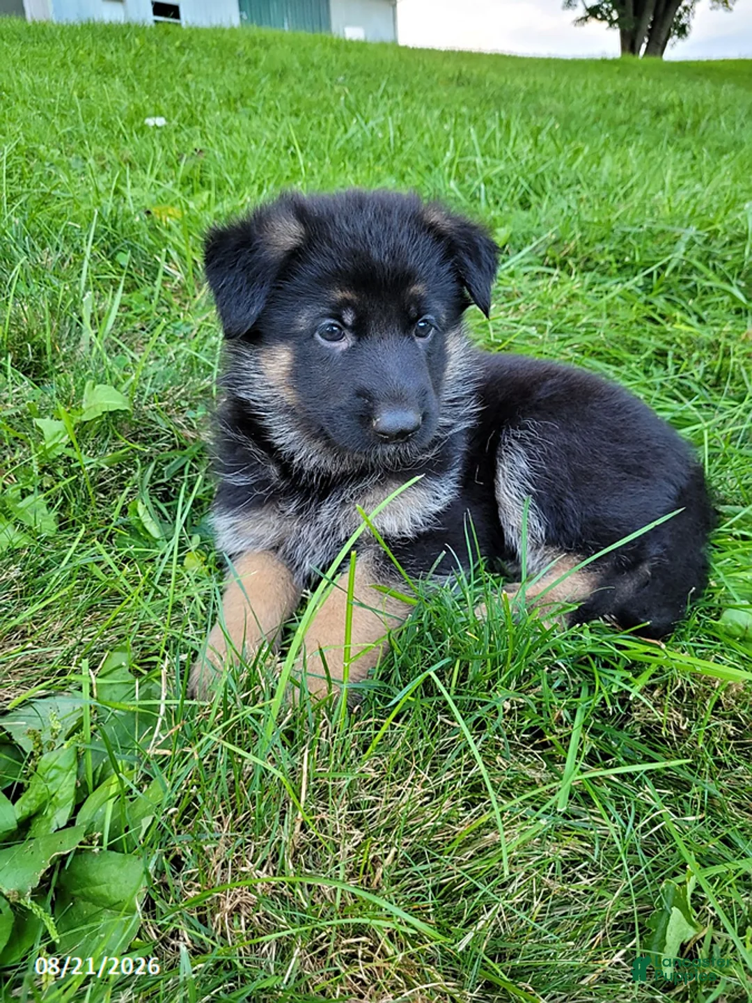 German Shepherd dogs for sale: Lucy - Ad 4