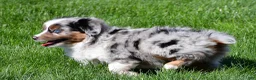 Miniature Australian Shepherd dogs for sale: Tyler - Ad 4