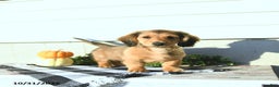 Miniature Dachshund dogs for sale: Clifford - Ad 4